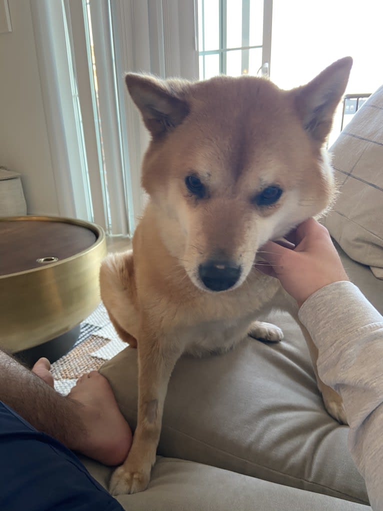 Foxy, a Jindo tested with EmbarkVet.com