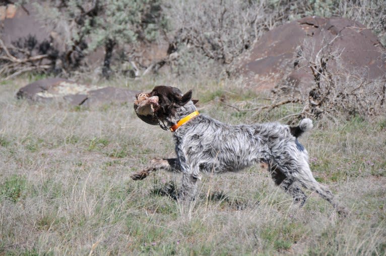 Bo of Wolf Fork Canyon, a Cesky Fousek and Wirehaired Pointing Griffon mix tested with EmbarkVet.com