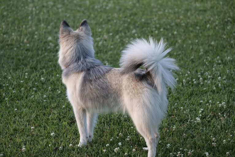 Roux-F3, a Siberian Husky and Pomeranian mix tested with EmbarkVet.com