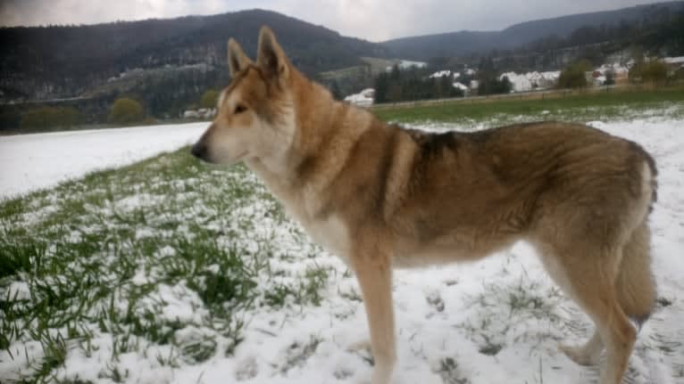 Shani, a Saarloos Wolfdog tested with EmbarkVet.com