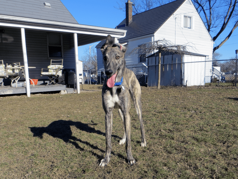 Gina, a Greyhound tested with EmbarkVet.com