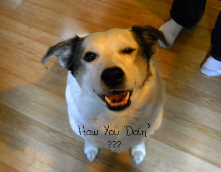 Buddy, an American Eskimo Dog and Norwegian Elkhound mix tested with EmbarkVet.com