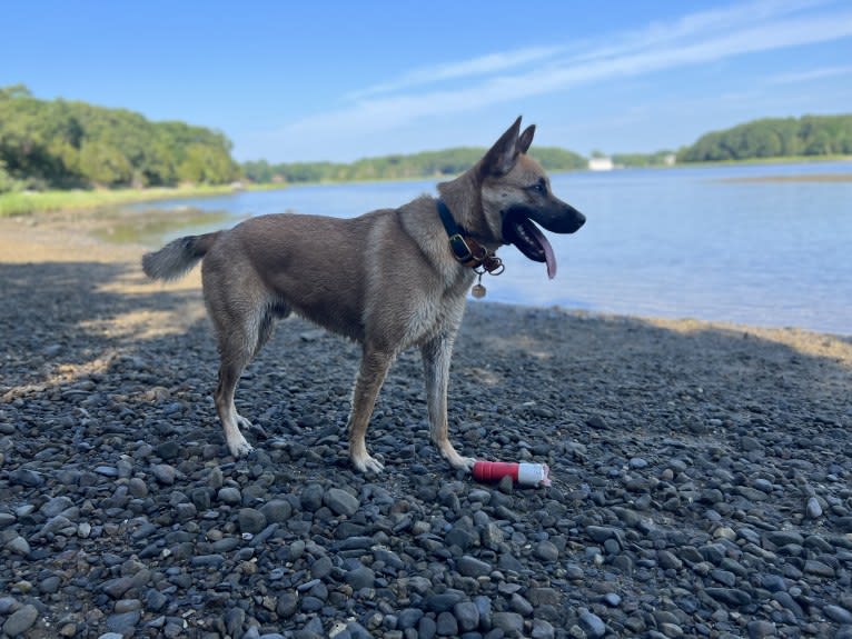 Everhett, a German Shepherd Dog and Australian Cattle Dog mix tested with EmbarkVet.com