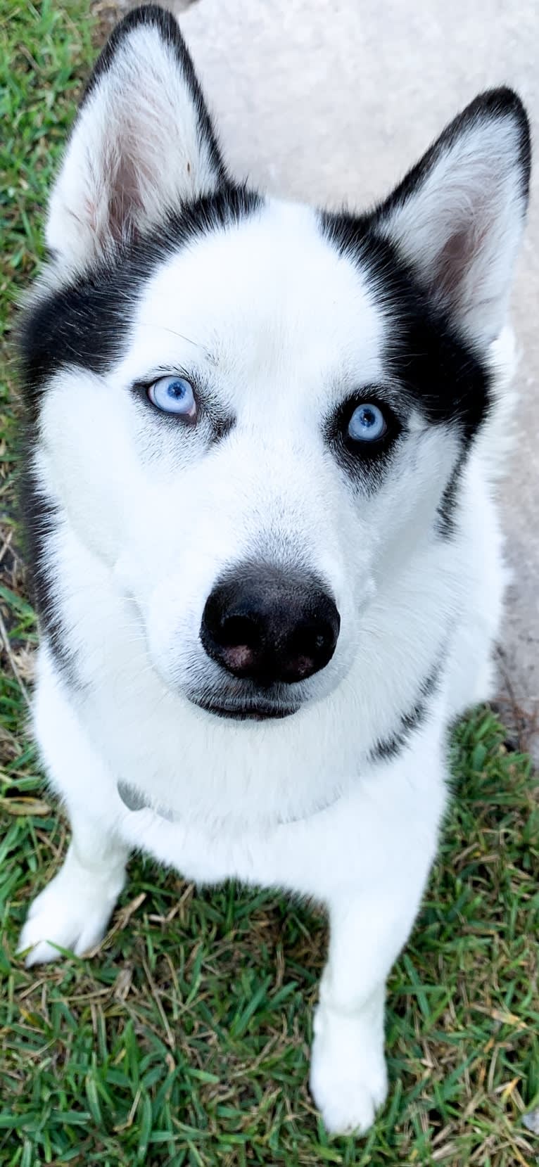 Pirate, a Siberian Husky tested with EmbarkVet.com