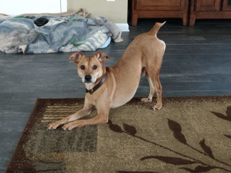 Bender, a Mountain Cur and Miniature Pinscher mix tested with EmbarkVet.com