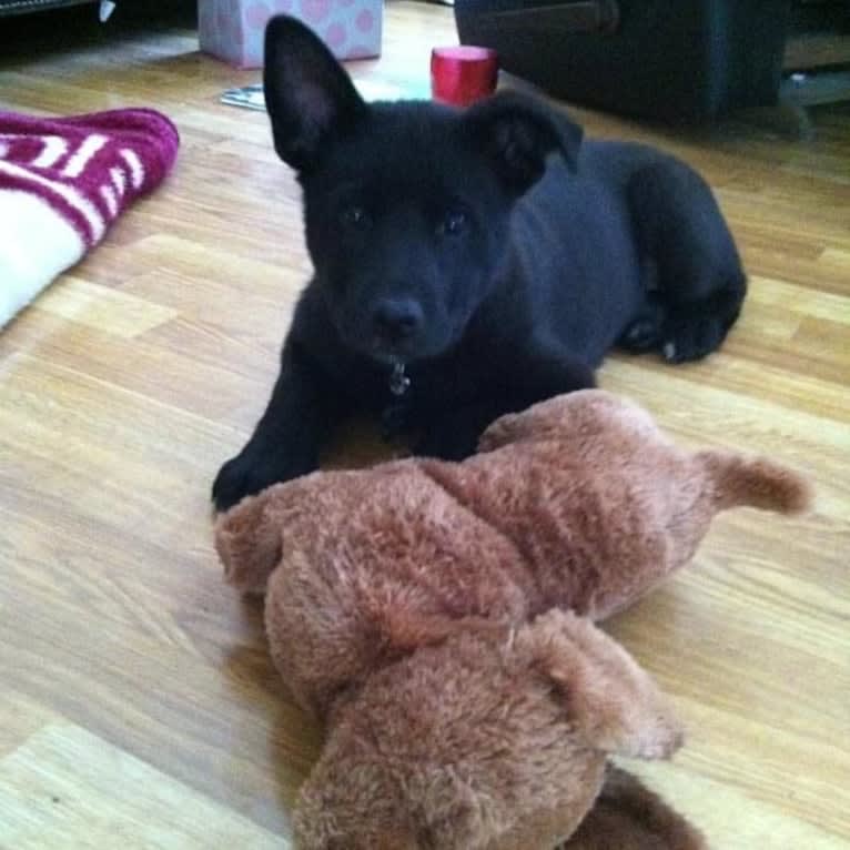 Amos, a Norwegian Elkhound and American Pit Bull Terrier mix tested with EmbarkVet.com