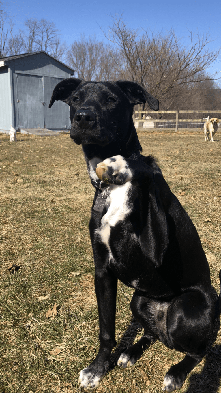 Ollie, an American Pit Bull Terrier and Siberian Husky mix tested with EmbarkVet.com