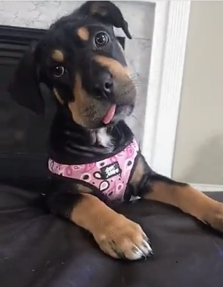 Miley, a Mountain Cur and Siberian Husky mix tested with EmbarkVet.com