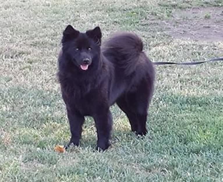 Stråhles Niná Bierdni, a Swedish Lapphund tested with EmbarkVet.com