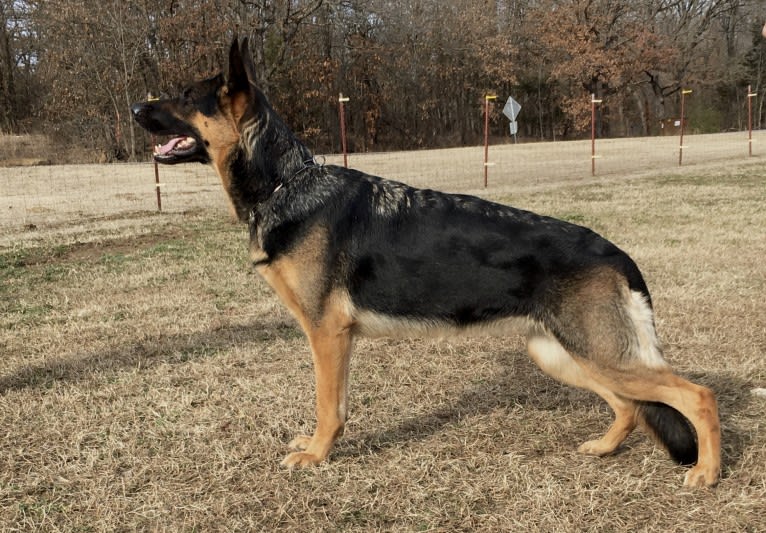 Photo of Andeigh, a German Shepherd Dog 
