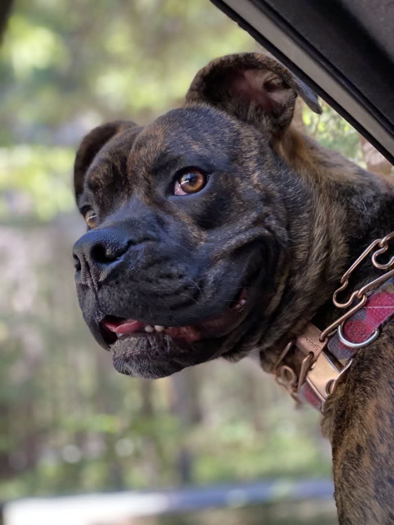 Ozzy, a Boxer and American Bulldog mix tested with EmbarkVet.com