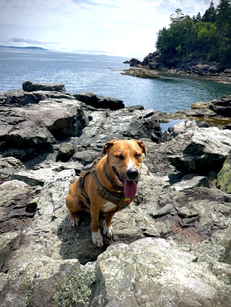 Simon, an American Pit Bull Terrier and Catahoula Leopard Dog mix tested with EmbarkVet.com