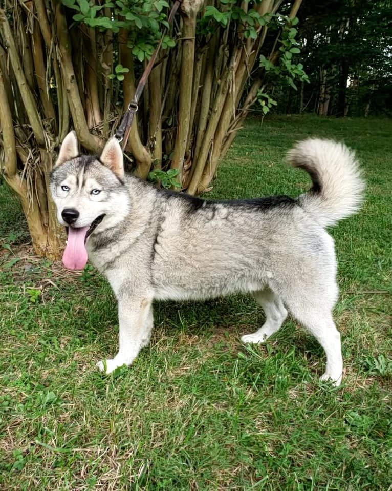 Kennon's Song Of Olympus, a Siberian Husky tested with EmbarkVet.com