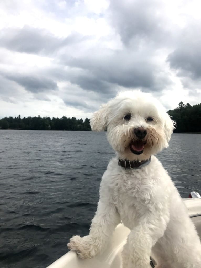 Gilly, a Havanese tested with EmbarkVet.com