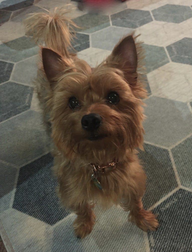 Charlie, a Yorkshire Terrier and Bichon Frise mix tested with EmbarkVet.com