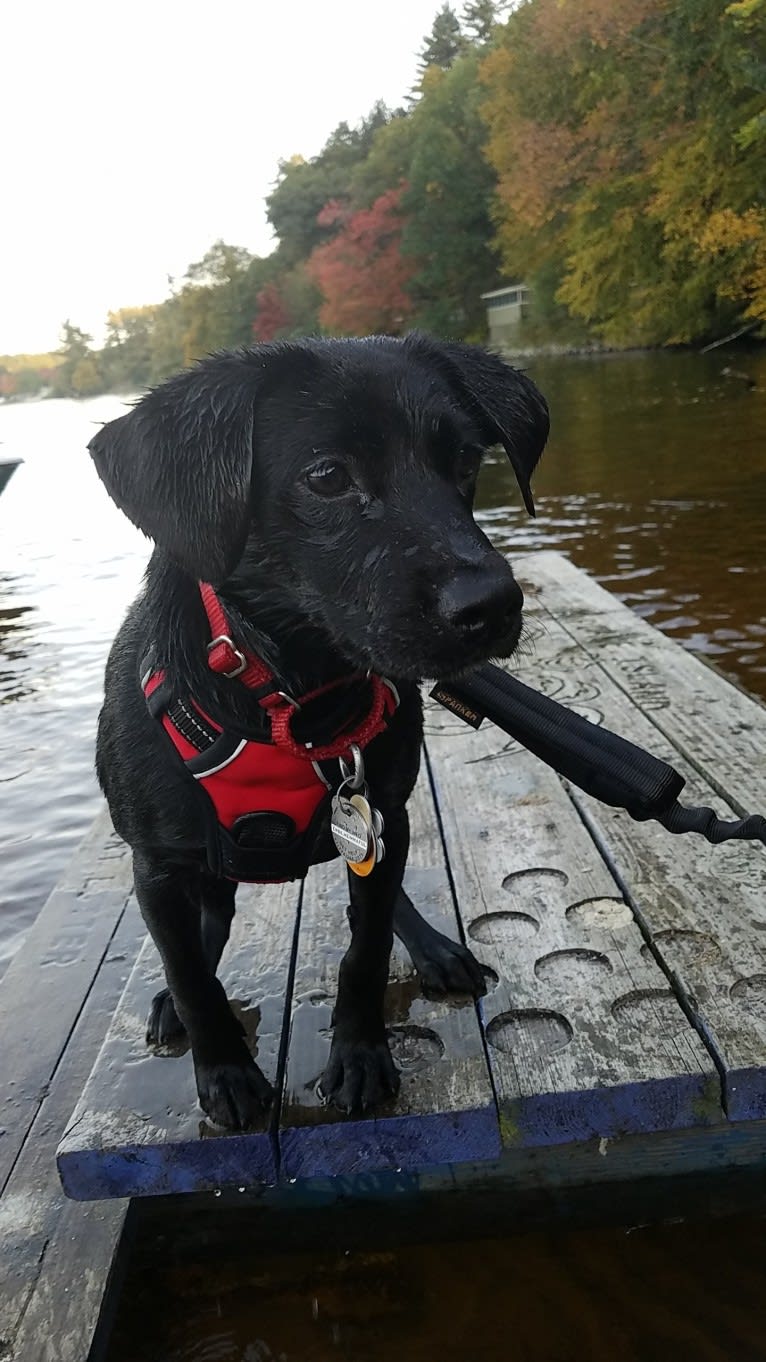 Rollo, a Labrador Retriever and Chesapeake Bay Retriever mix tested with EmbarkVet.com