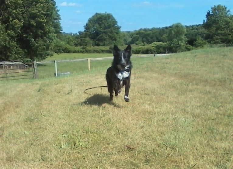 Tex, an Australian Cattle Dog and Border Collie mix tested with EmbarkVet.com