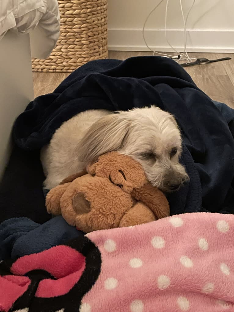 Bella, a Shih Tzu and Poodle (Small) mix tested with EmbarkVet.com