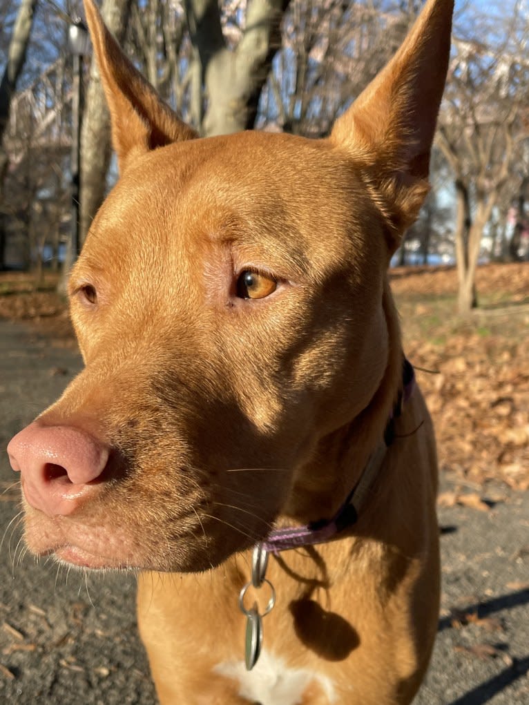 Lavender, an American Pit Bull Terrier and Chow Chow mix tested with EmbarkVet.com