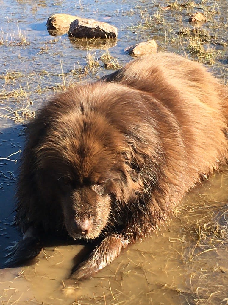 Rosey, a Newfoundland and Siberian Husky mix tested with EmbarkVet.com