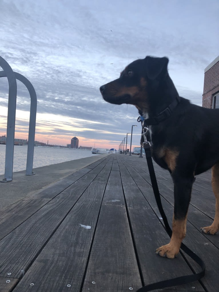 Cooper, a Miniature Pinscher and Boxer mix tested with EmbarkVet.com