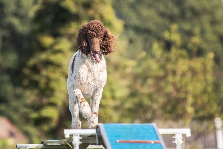 Kahlua, a Poodle (Standard) tested with EmbarkVet.com