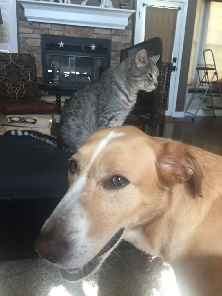 Augie, a Labrador Retriever and Australian Cattle Dog mix tested with EmbarkVet.com