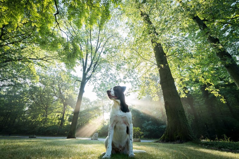 Banksy, a Labrador Retriever and American Pit Bull Terrier mix tested with EmbarkVet.com