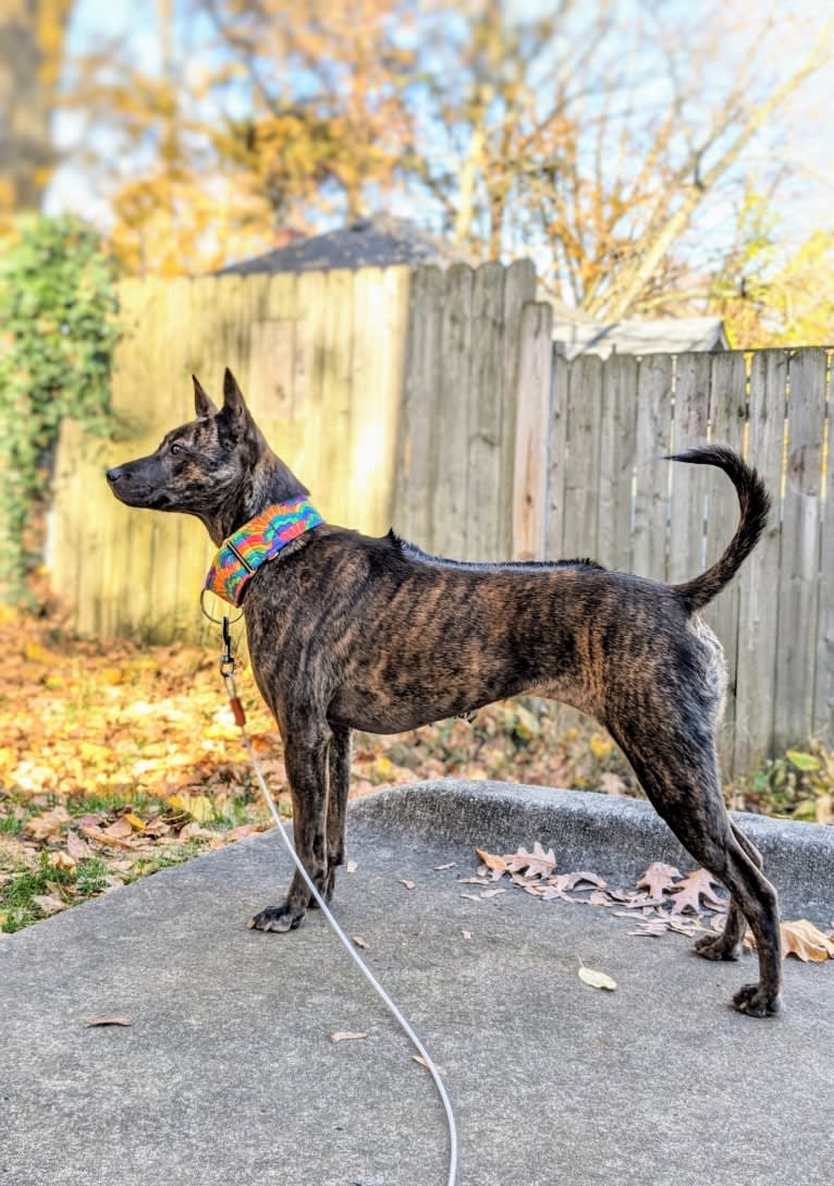 Lotus, a Phu Quoc Ridgeback tested with EmbarkVet.com