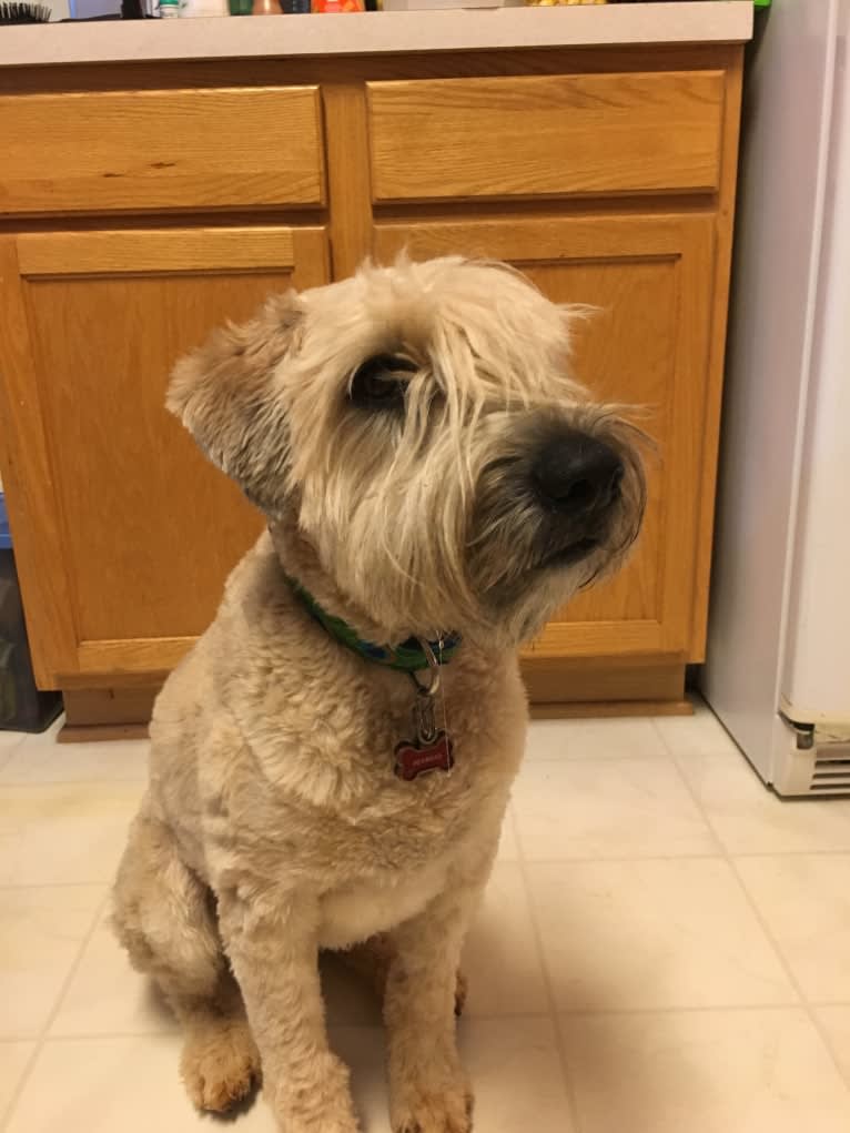 Desmond, a Soft Coated Wheaten Terrier tested with EmbarkVet.com