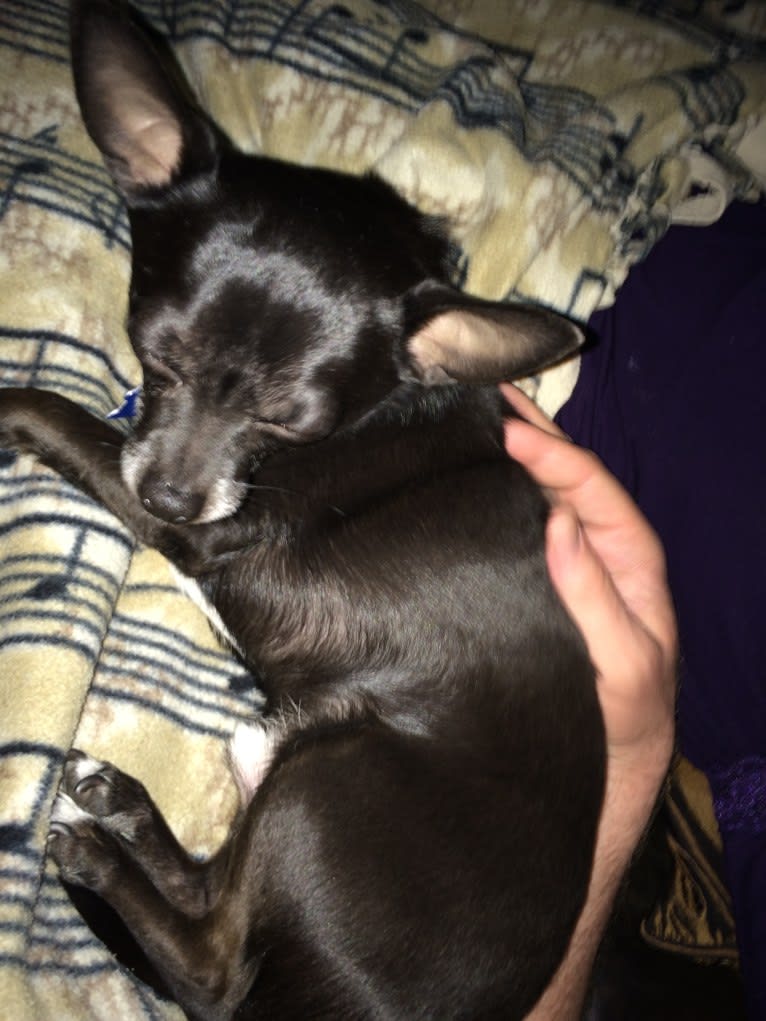 Tango, a Chihuahua tested with EmbarkVet.com