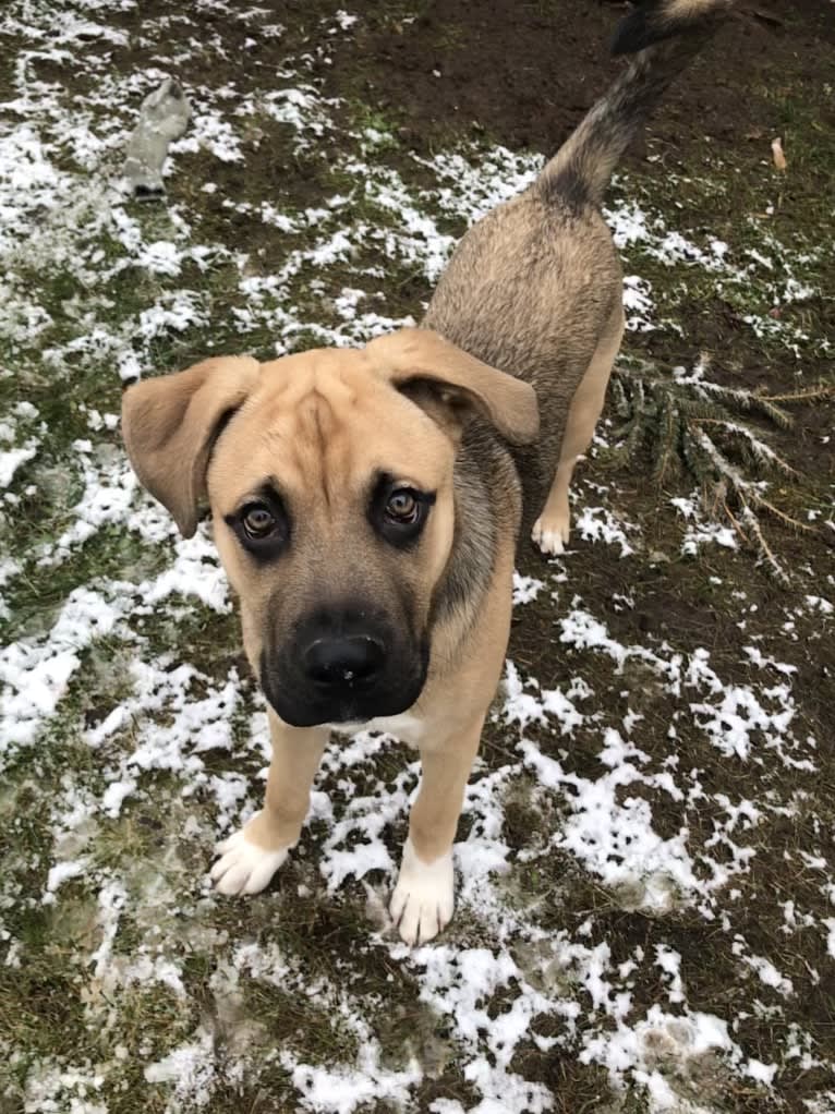 Storm, a Boxer and Akita mix tested with EmbarkVet.com