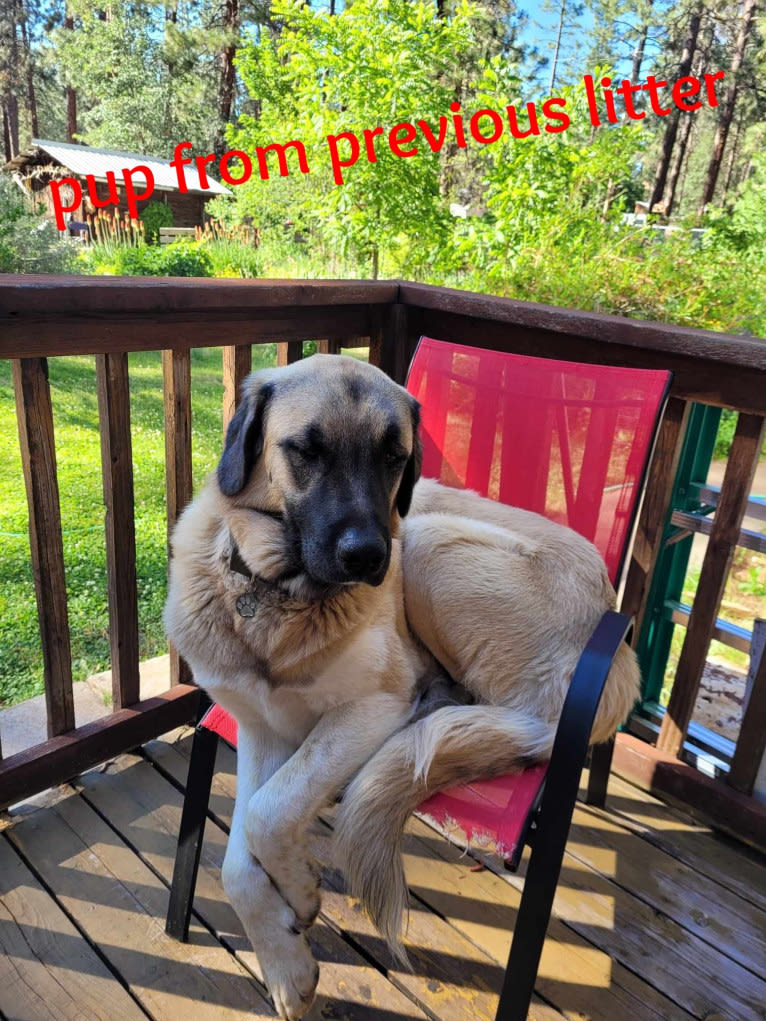 Duke, a Great Pyrenees and Anatolian Shepherd Dog mix tested with EmbarkVet.com