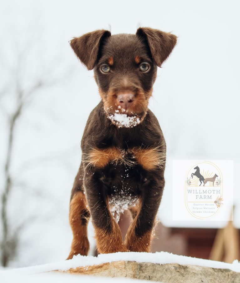 Klaus, a Jagdterrier tested with EmbarkVet.com