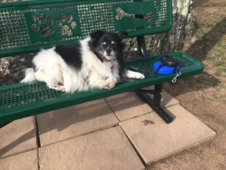 Piper, an American Eskimo Dog and Pomeranian mix tested with EmbarkVet.com