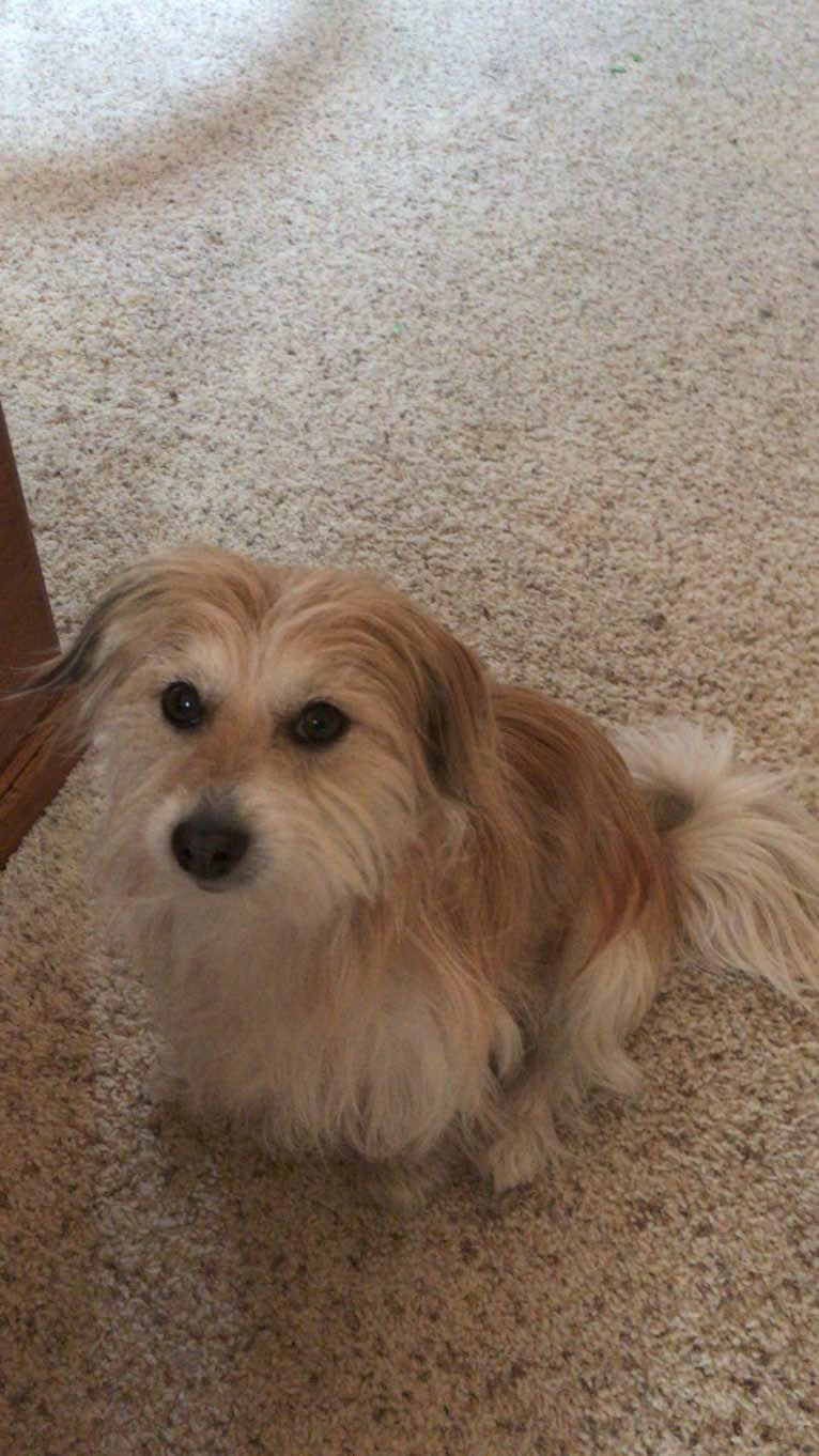 Winham’s Cowboy Cody of Cowgirl Cotons, a Coton de Tulear tested with EmbarkVet.com