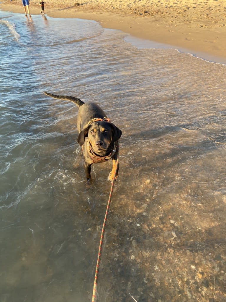 Arlo, a Labrador Retriever and Pointer mix tested with EmbarkVet.com