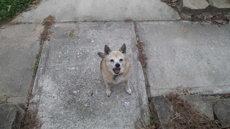 Lassie, a Pomeranian and Rat Terrier mix tested with EmbarkVet.com