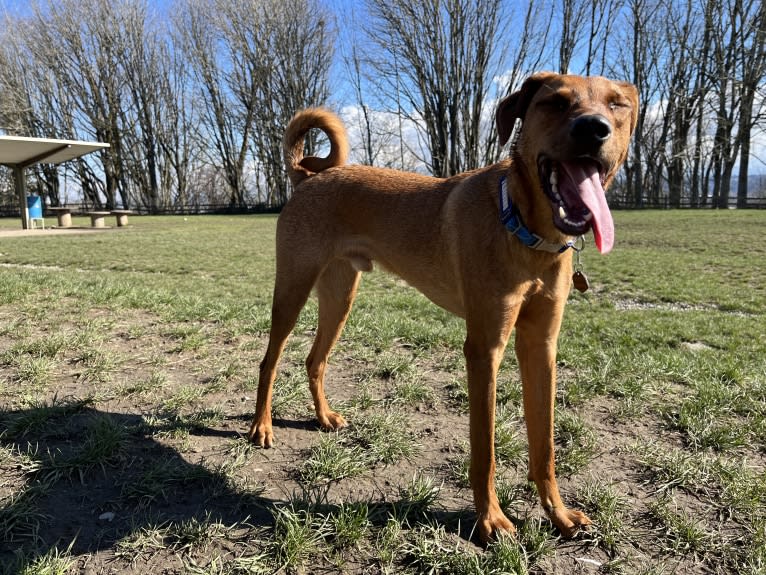 Leonardo, a Doberman Pinscher and Australian Shepherd mix tested with EmbarkVet.com