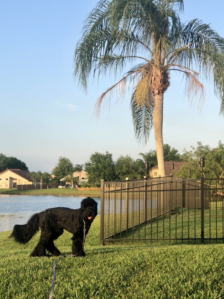 Leopold, a Newfypoo tested with EmbarkVet.com