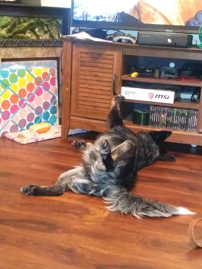 Odin 'stinky butt' Mussatti, an Australian Cattle Dog tested with EmbarkVet.com