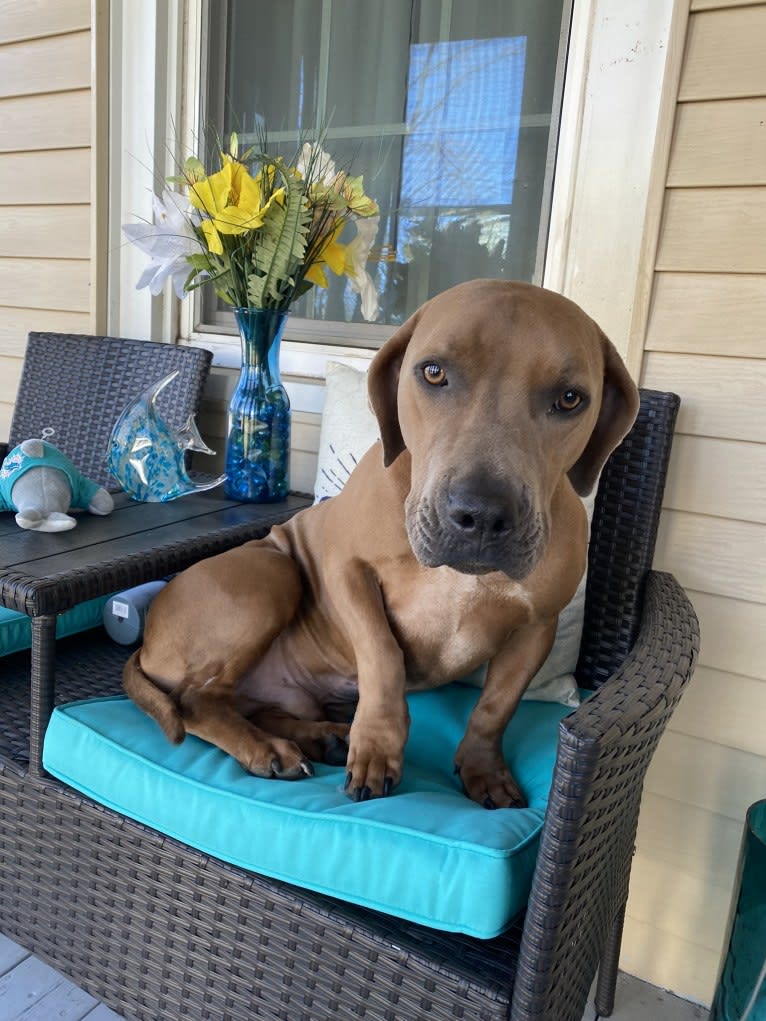 Archie, a German Shorthaired Pointer and American Staffordshire Terrier mix tested with EmbarkVet.com