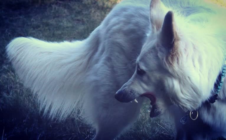 Tinkabell, a White Shepherd tested with EmbarkVet.com