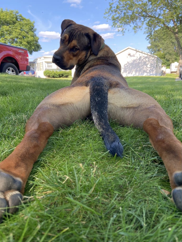 Lenny, a Rottweiler and American Pit Bull Terrier mix tested with EmbarkVet.com