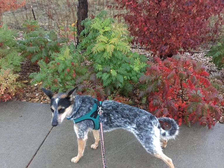 Indy, an Australian Cattle Dog and Boxer mix tested with EmbarkVet.com