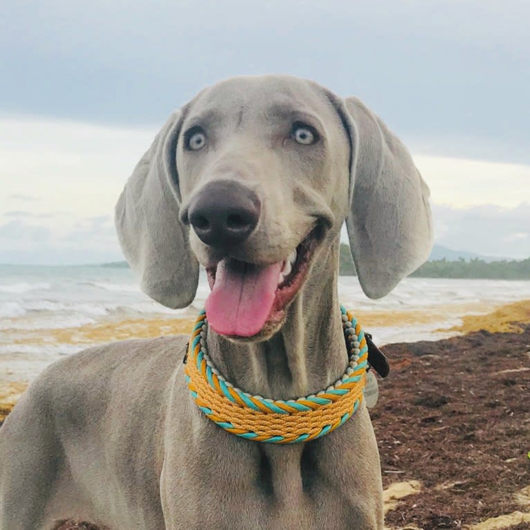 Arya the Weim, a Weimaraner tested with EmbarkVet.com