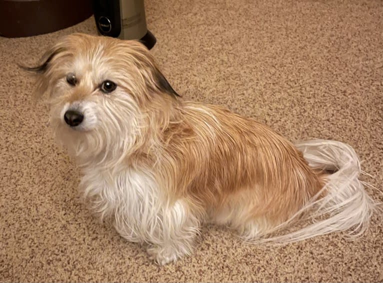 Winham’s Cowboy Cody of Cowgirl Cotons, a Coton de Tulear tested with EmbarkVet.com