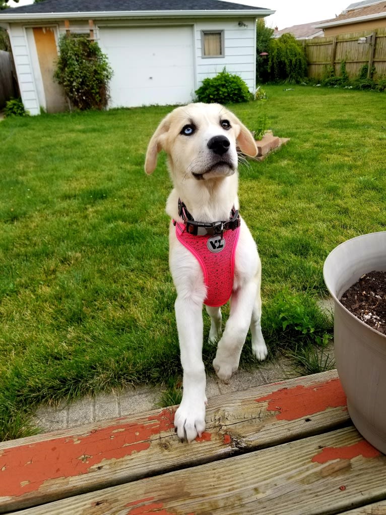 Blue, a Great Pyrenees and Anatolian Shepherd Dog mix tested with EmbarkVet.com