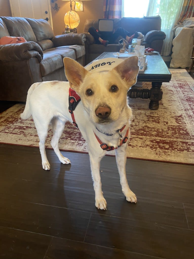 Comet, a Chow Chow and German Shepherd Dog mix tested with EmbarkVet.com