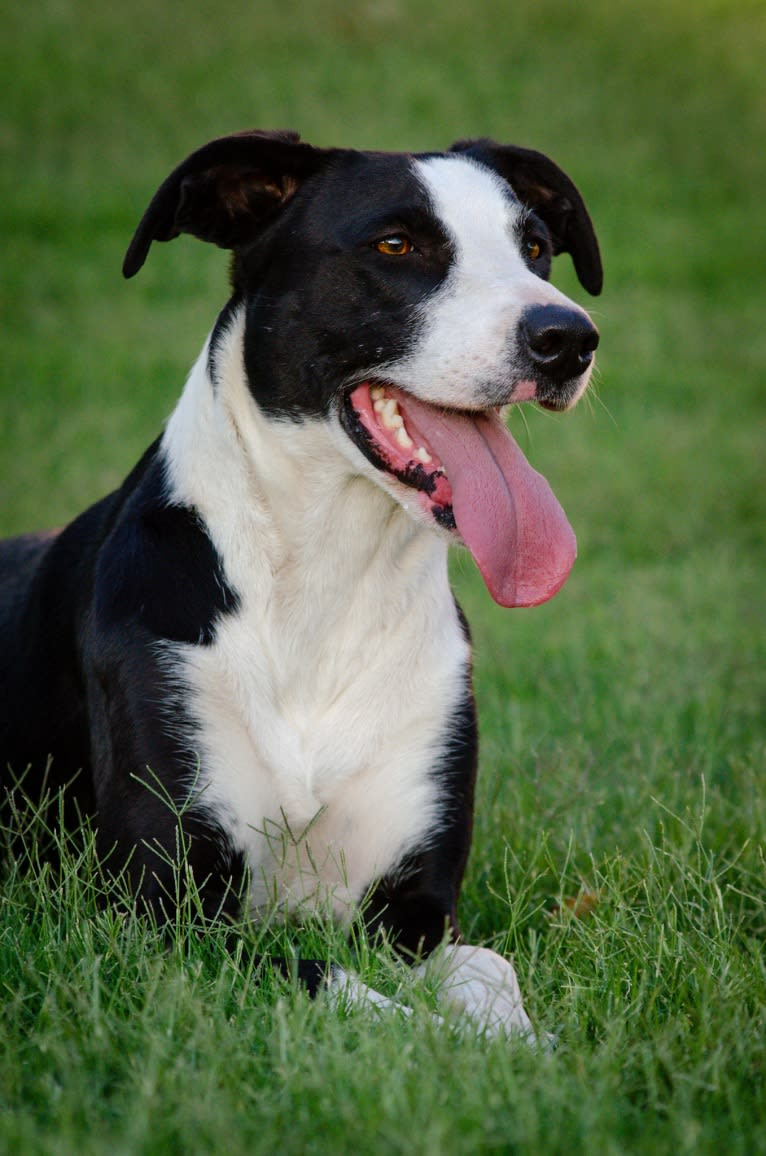 Rozyn, a Border Collie and American Pit Bull Terrier mix tested with EmbarkVet.com